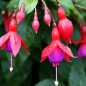 Le fuchsia