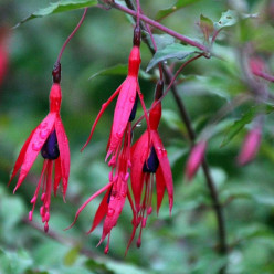 Le fuchsia
