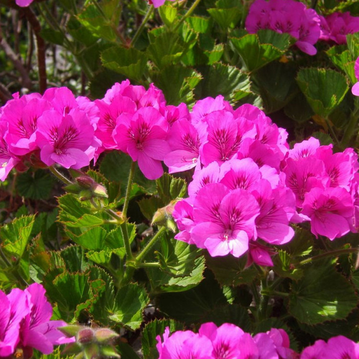 Pélargonium grandiflorum