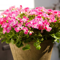 Pélargonium grandiflorum