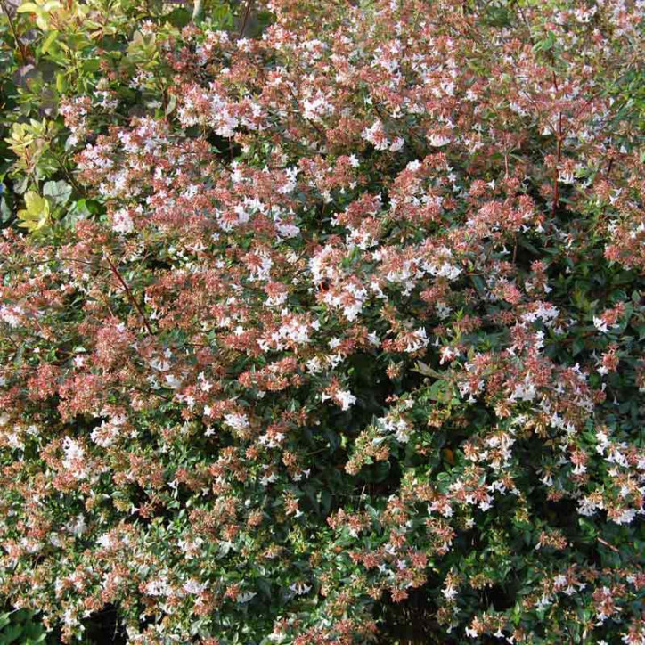 Abelia grandiflora