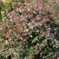 Abelia grandiflora
