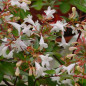 Abelia grandiflora