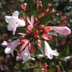 Abelia grandiflora