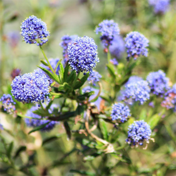 Céanothe de Santa Barbara