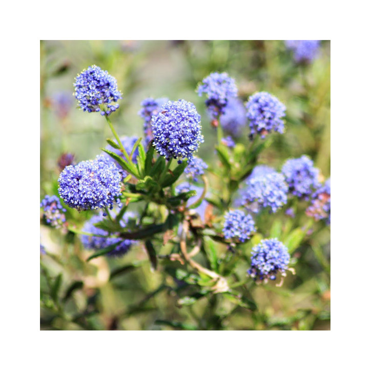 Céanothe de Santa Barbara