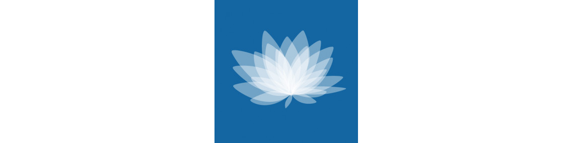 Oignons à fleurs d'automne