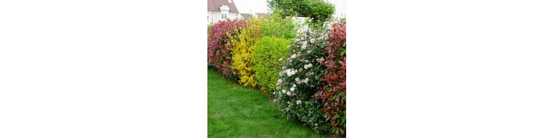 Les arbustes de haie