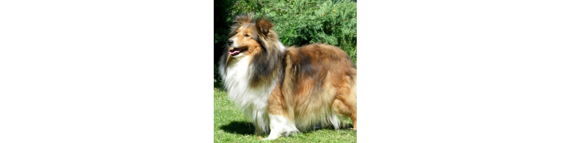 L'univers des chiens